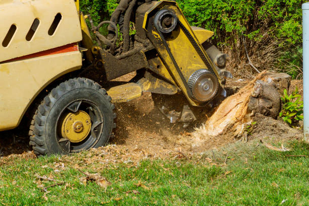 Tree Root Removal